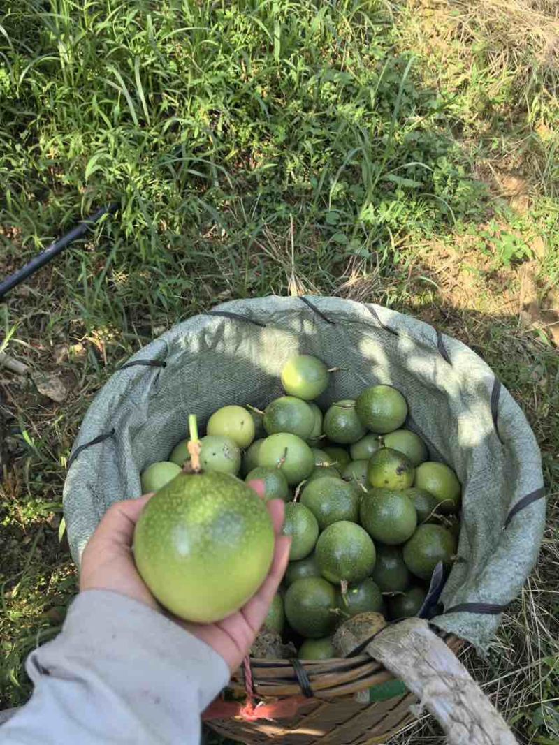 钦蜜九号百香果9甜1酸鲜果上市按需做货