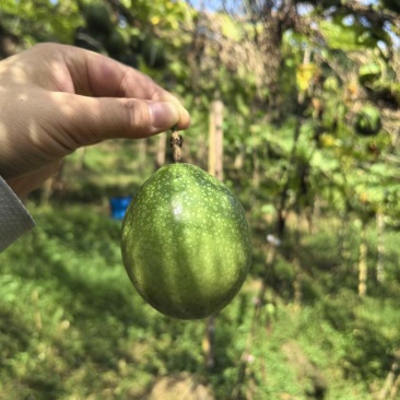 钦蜜九号百香果9甜1酸鲜果上市按需做货