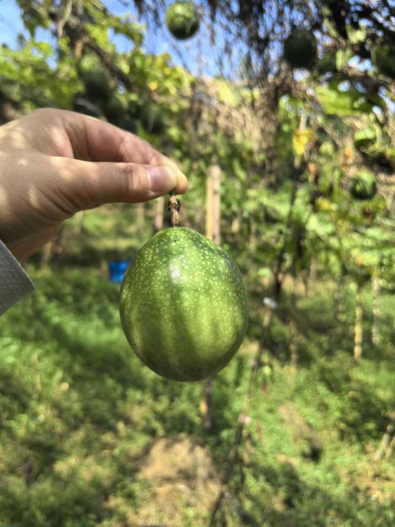 钦蜜九号百香果9甜1酸鲜果上市按需做货