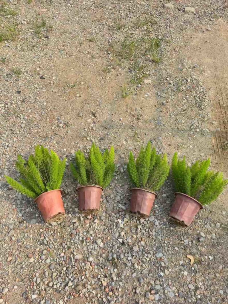 狐尾天门冬20-50高，基地直销，一手货源，规格齐全