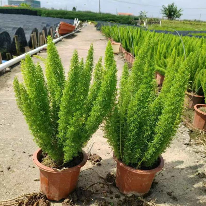狐尾天门冬20-50高，基地直销，一手货源，规格齐全