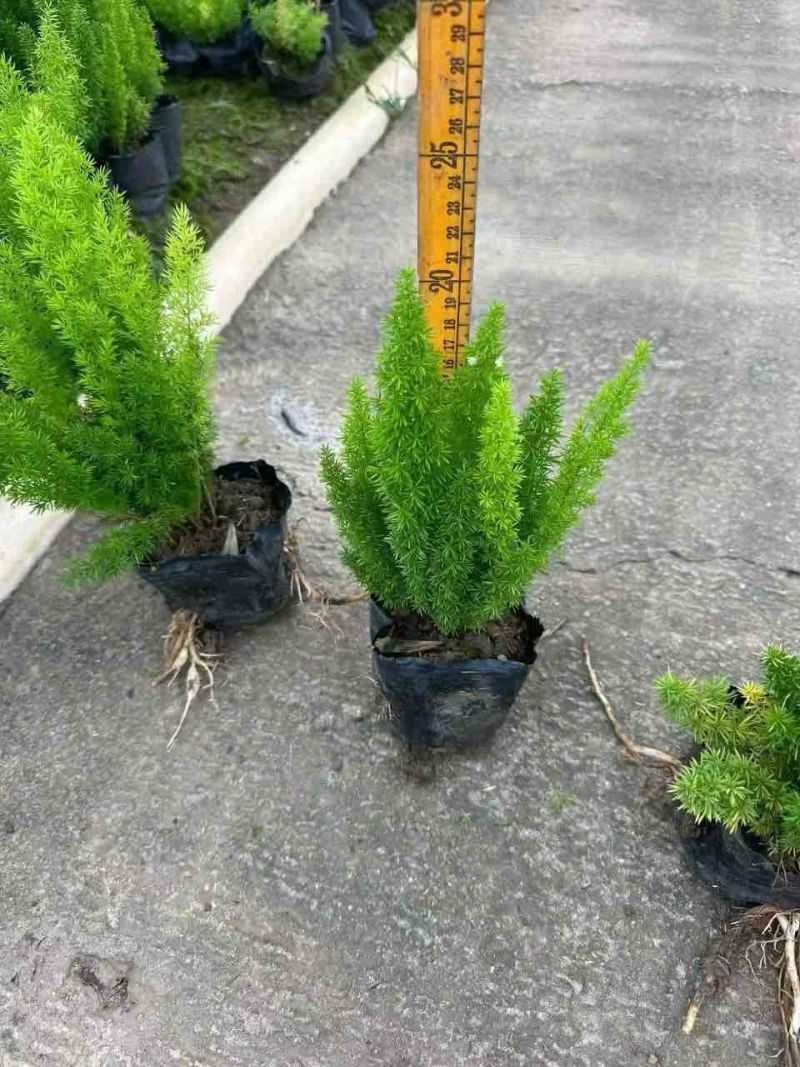 狐尾天门冬20-50高，基地直销，一手货源，规格齐全