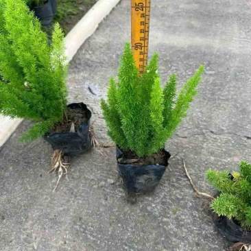 狐尾天门冬20-60高，基地直销，一手货源，无中间商赚差价
