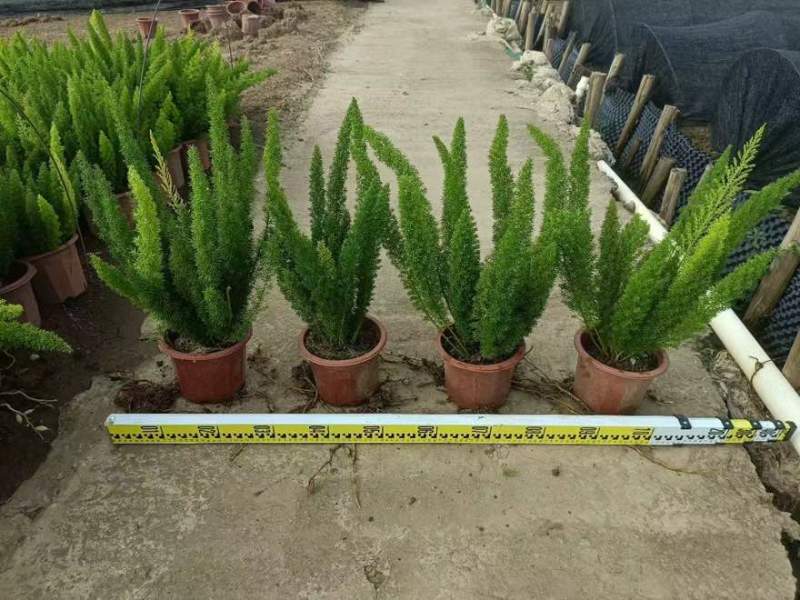 狐尾天门冬20-50高，基地直销，一手货源，大量低价出售