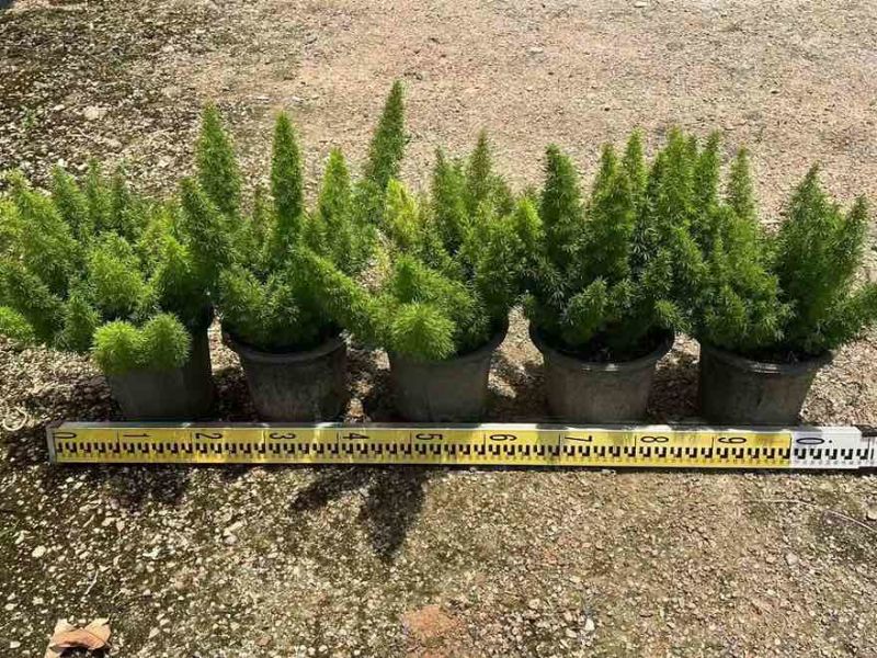 狐尾天门冬20-50高，基地直销，一手货源，大量低价出售