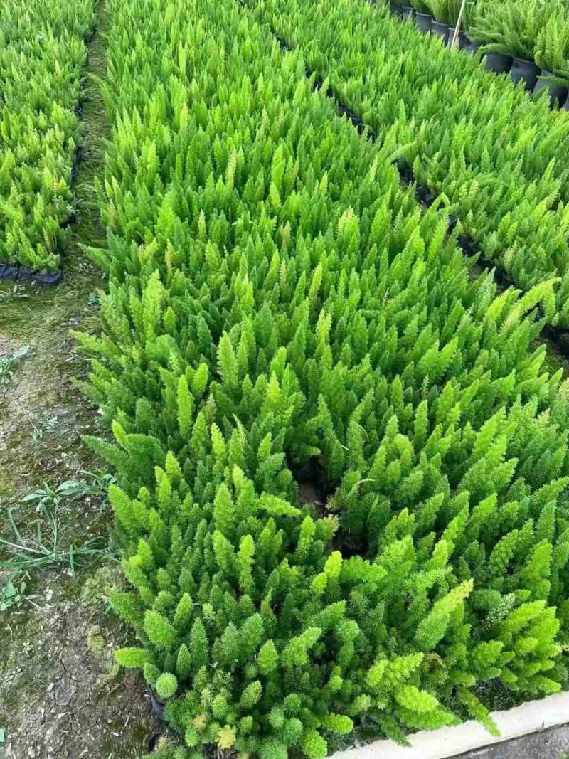狐尾天门冬20-50高，基地直销，一手货源，大量低价出售