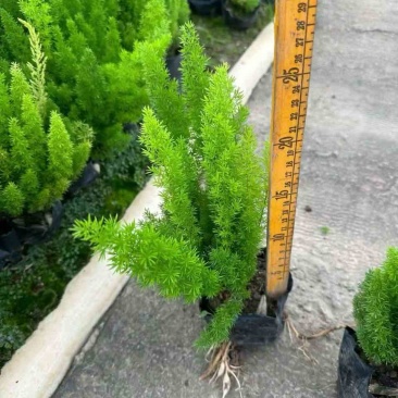 狐尾天门冬20-50高，基地直销，一手货源，大量低价出售