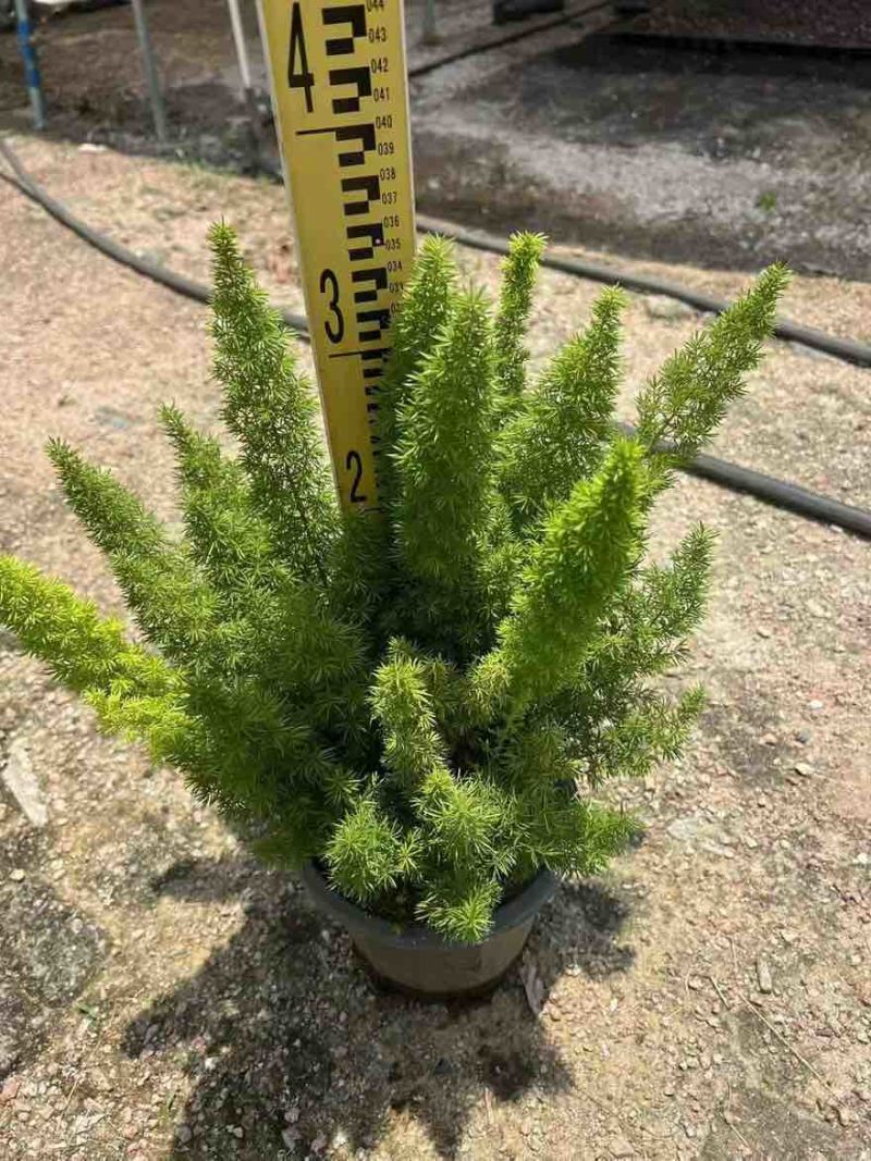 狐尾天门冬20-50高，基地直销，一手货源，大量低价出售