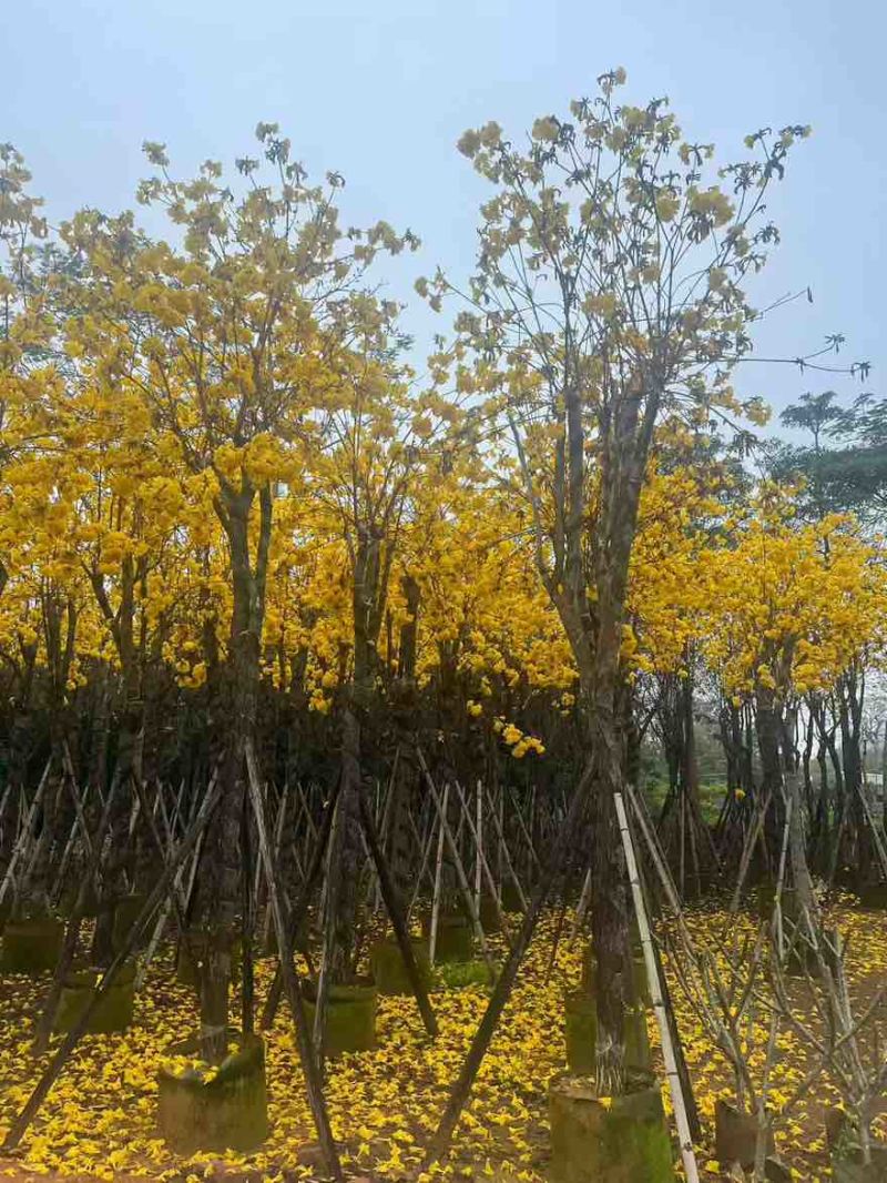 黄花风铃木3-15分，基地直销，一手货源，无中间商赚差价
