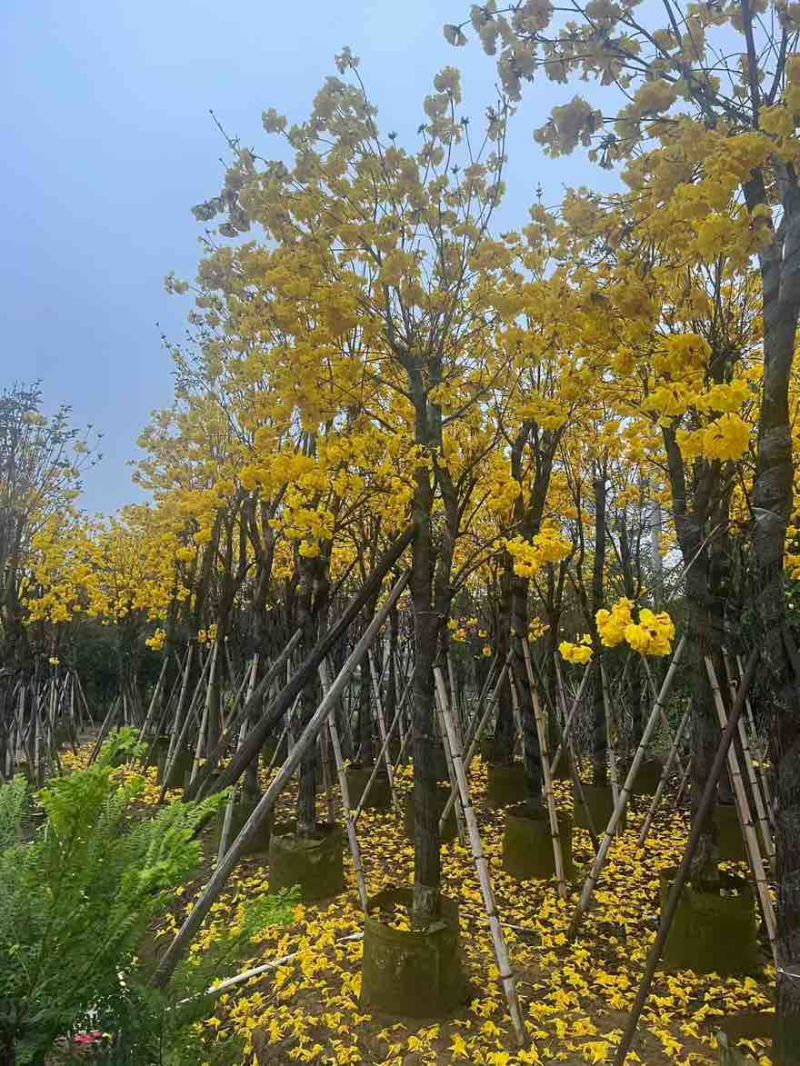 黄花风铃木3-15分，基地直销，一手货源，无中间商赚差价