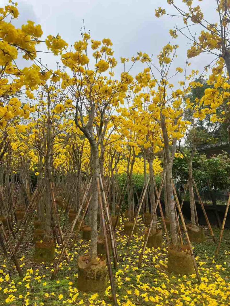 黄花风铃木3-15分，基地直销，一手货源，无中间商赚差价