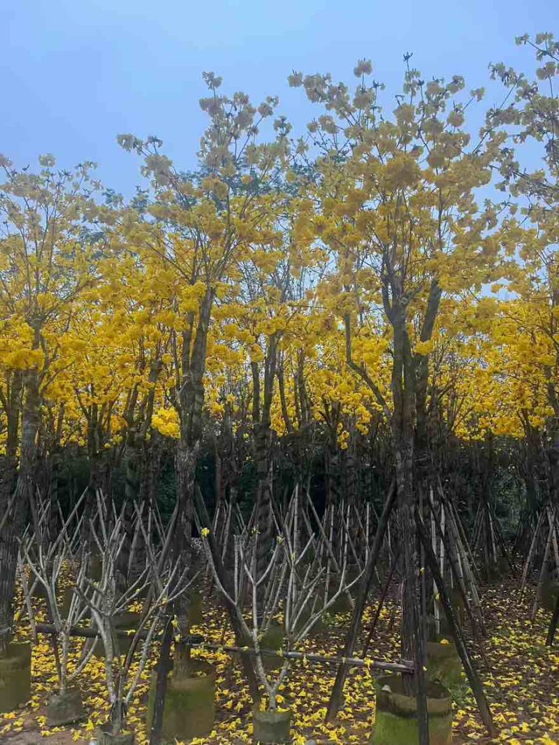 黄花风铃木3-15分，基地直销，一手货源，无中间商赚差价