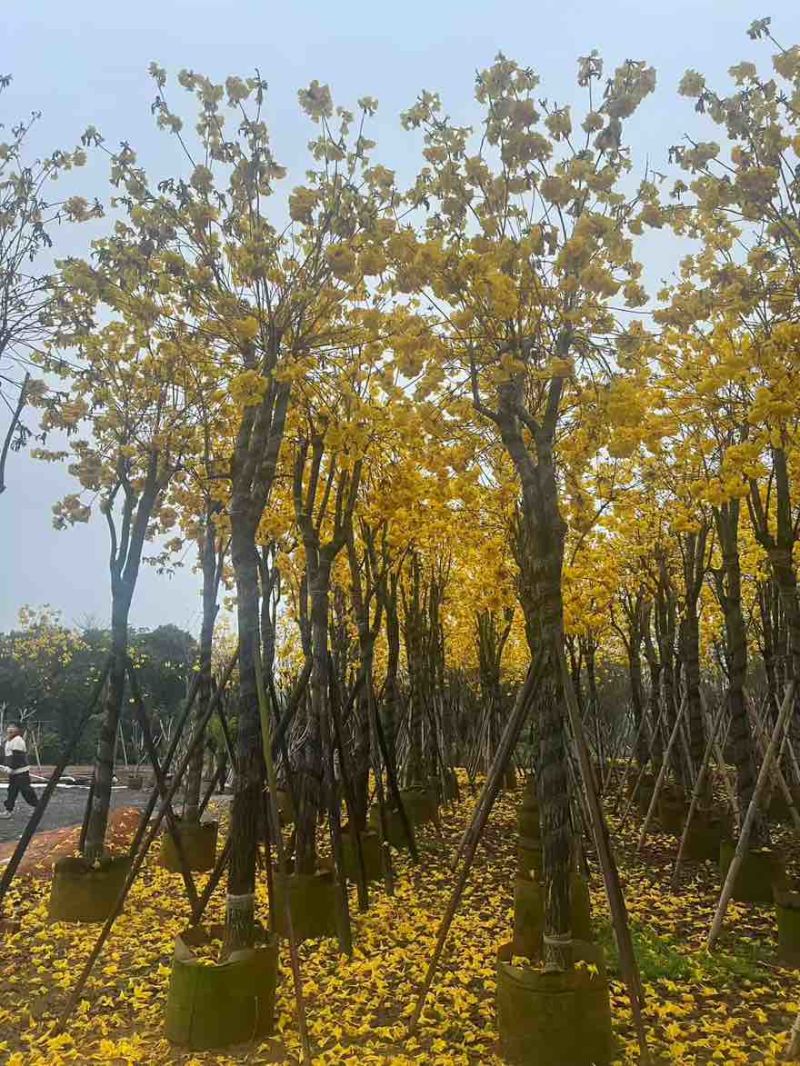 黄花风铃木3-15分，基地直销，一手货源，无中间商赚差价