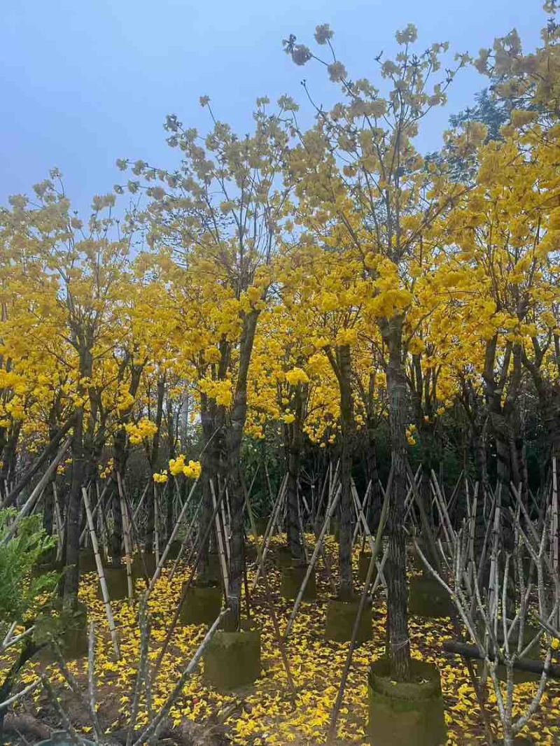 黄花风铃木3-15分，基地直销，一手货源，无中间商赚差价