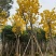 黄花风铃木3-15分，基地直销，一手货源，无中间商赚差价