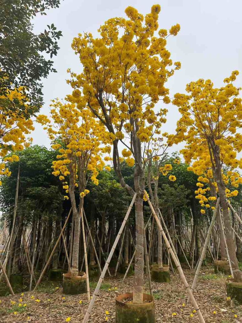 黄花风铃木3-15分，基地直销，一手货源，大量低价出售