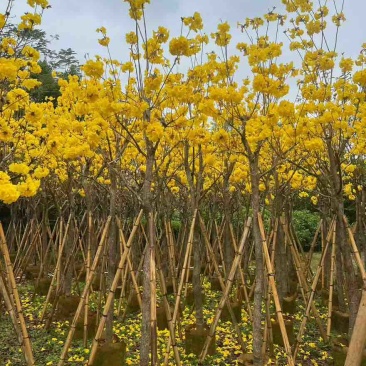 黄花风铃木3-15分，基地直销，一手货源，大量低价出售