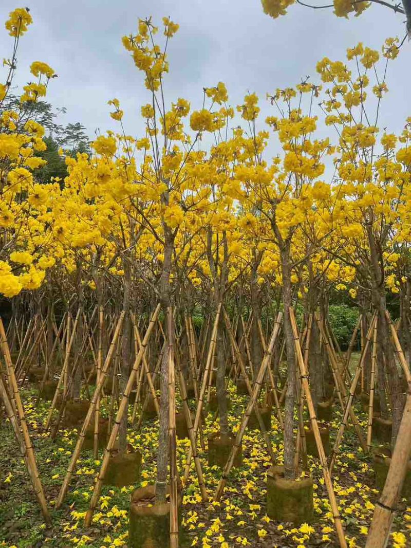 黄花风铃木3-15分，基地直销，一手货源，大量低价出售