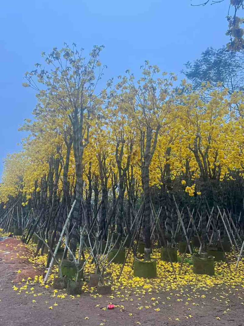 黄花风铃木3-15分，基地直销，一手货源，大量低价出售