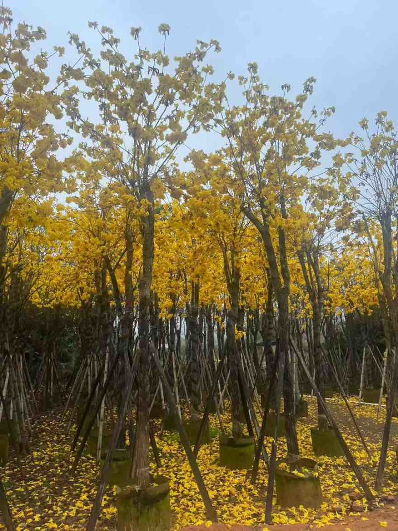 黄花风铃木3-15分，基地直销，一手货源，大量低价出售