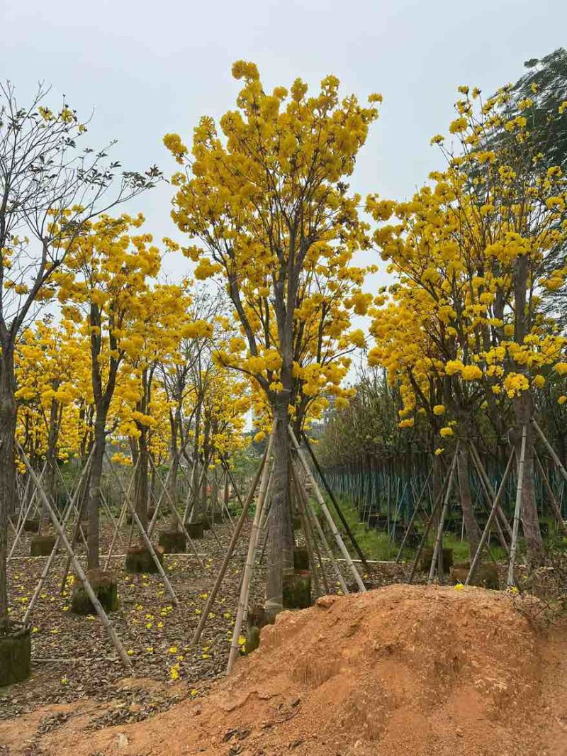 黄花风铃木3-15分，基地直销，一手货源，大量低价出售