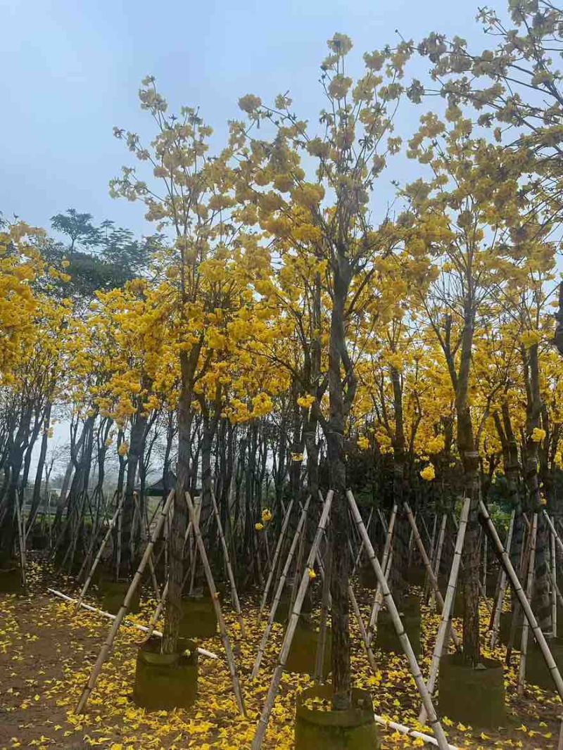 黄花风铃木3-15分，基地直销，一手货源，大量低价出售