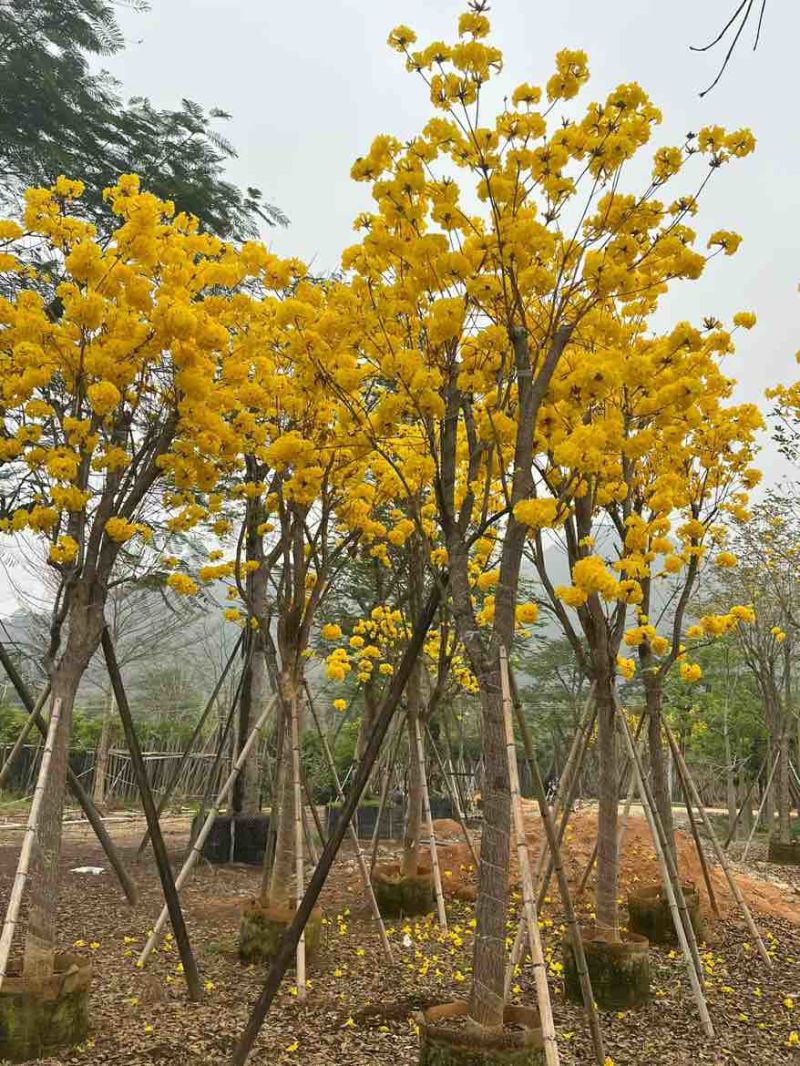 黄花风铃木3-15分，基地直销，一手货源，大量低价出售
