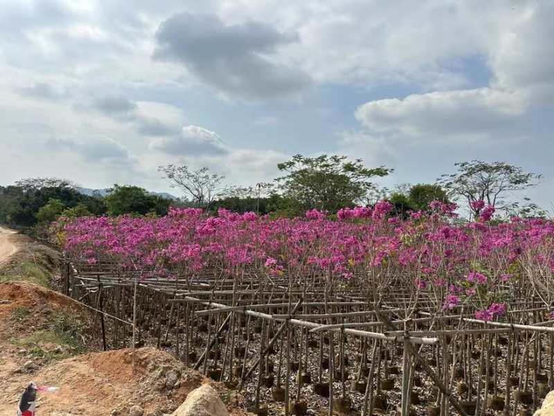 紫花风铃木2-15分，基地直销，一手货源，规格齐全，大量现货