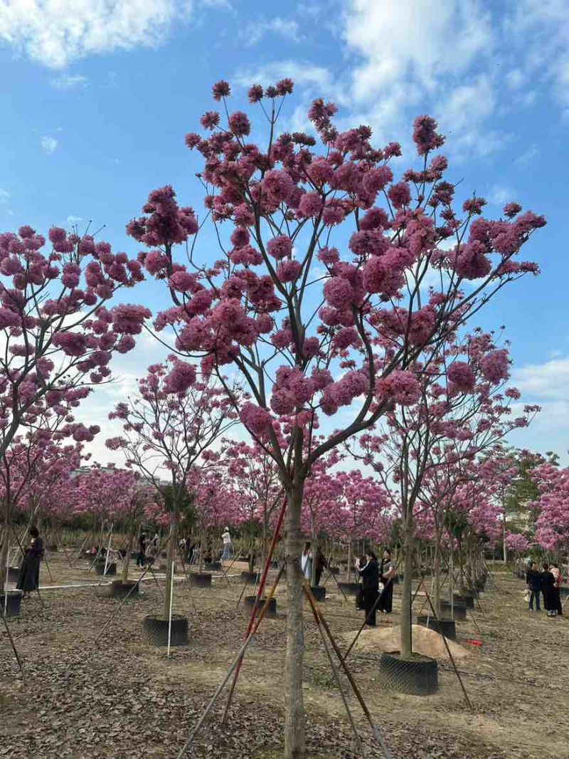 紫花风铃木2-15分，基地直销，一手货源，规格齐全，大量现货