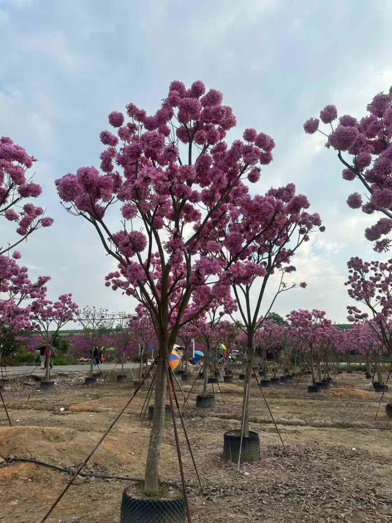 紫花风铃木2-15分，基地直销，一手货源，规格齐全，大量现货