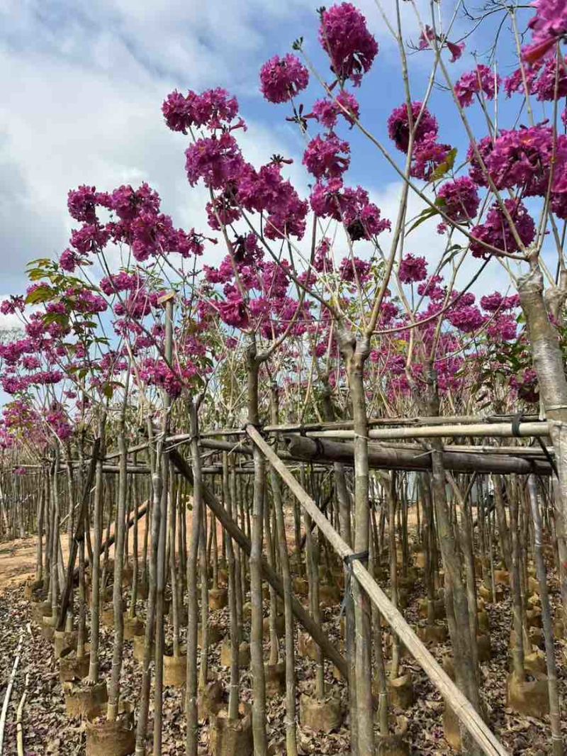 紫花风铃木2-15分，基地直销，一手货源，规格齐全，大量现货