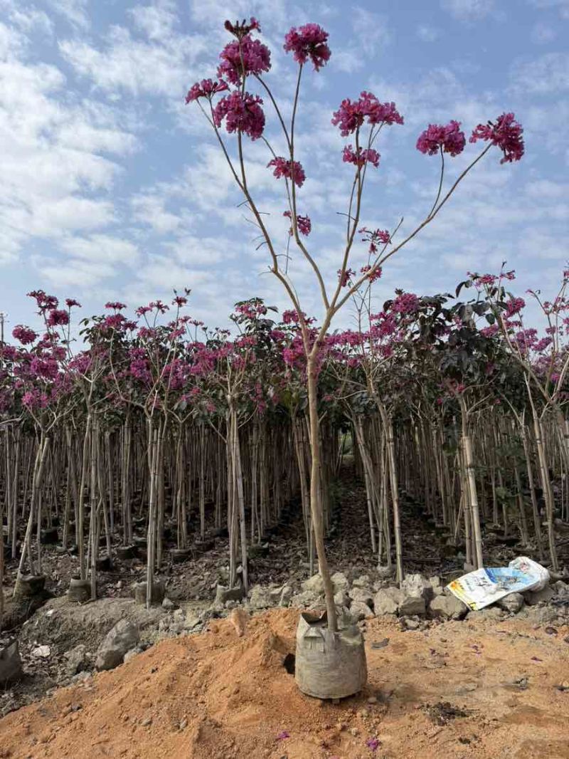 紫花风铃木2-15分，基地直销，一手货源，规格齐全，大量现货