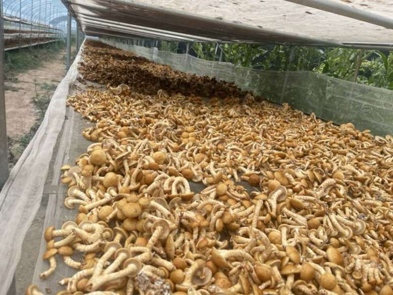 滑子菇（干货）