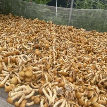 滑子菇（干货）