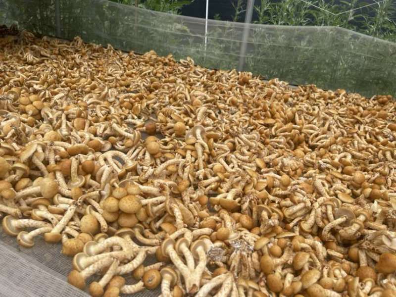 滑子菇（干货）