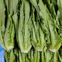 油麦