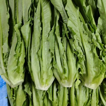 油麦