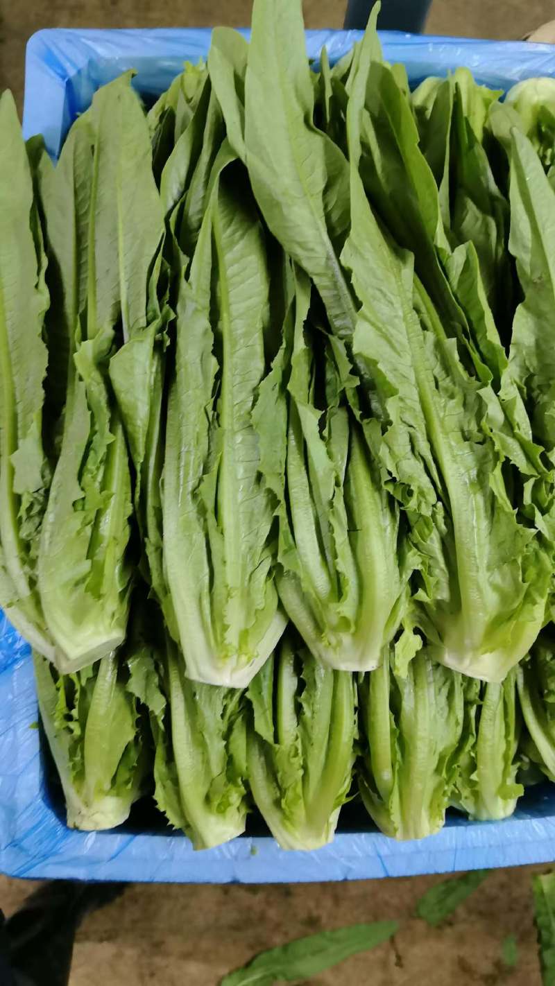 油麦
