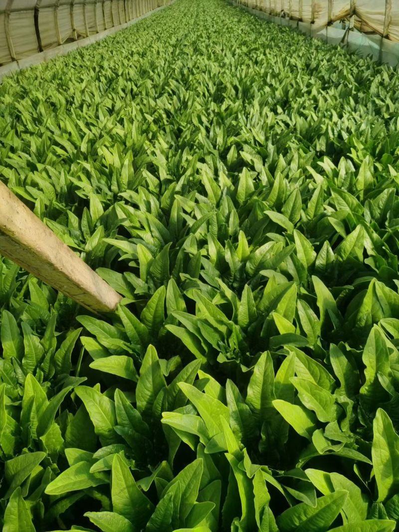 油麦