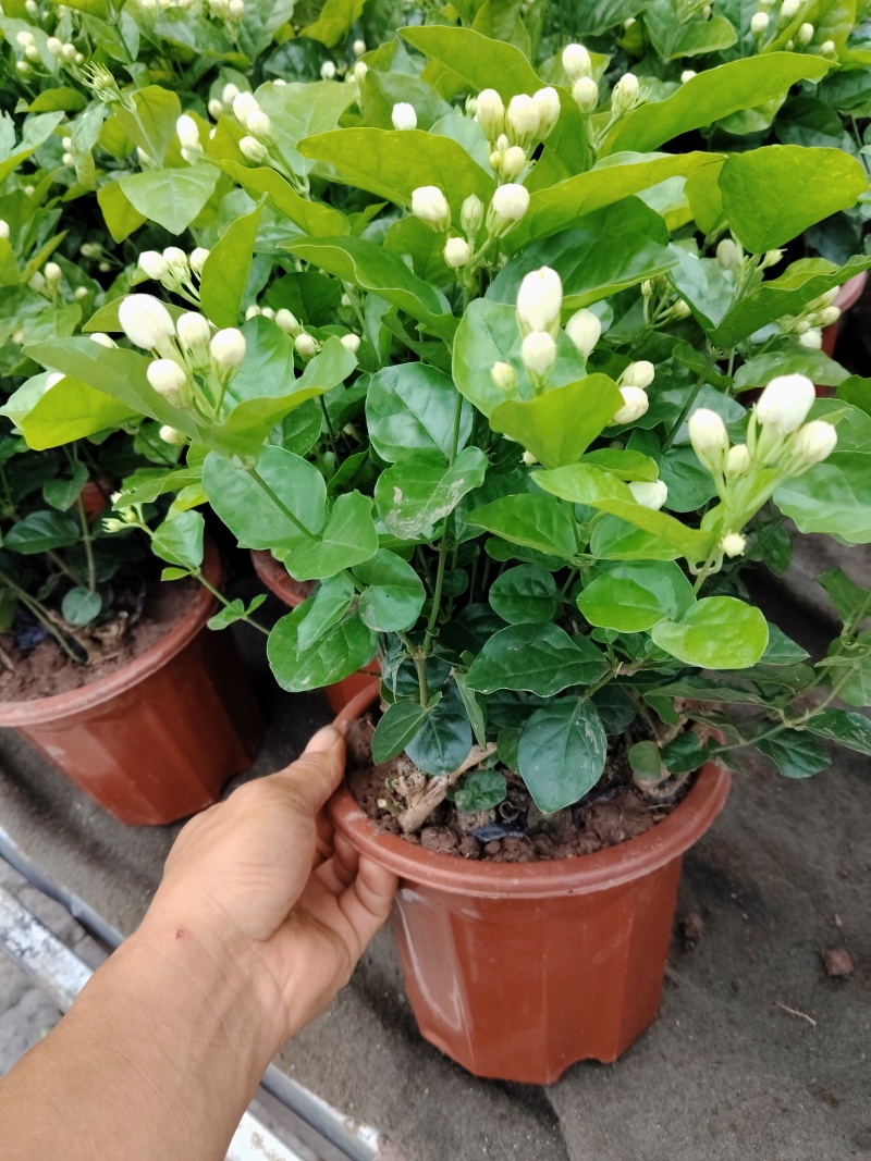 鲜切水培栀子花十枝一把二十枝一把，可以通货，茉莉盆栽高度40