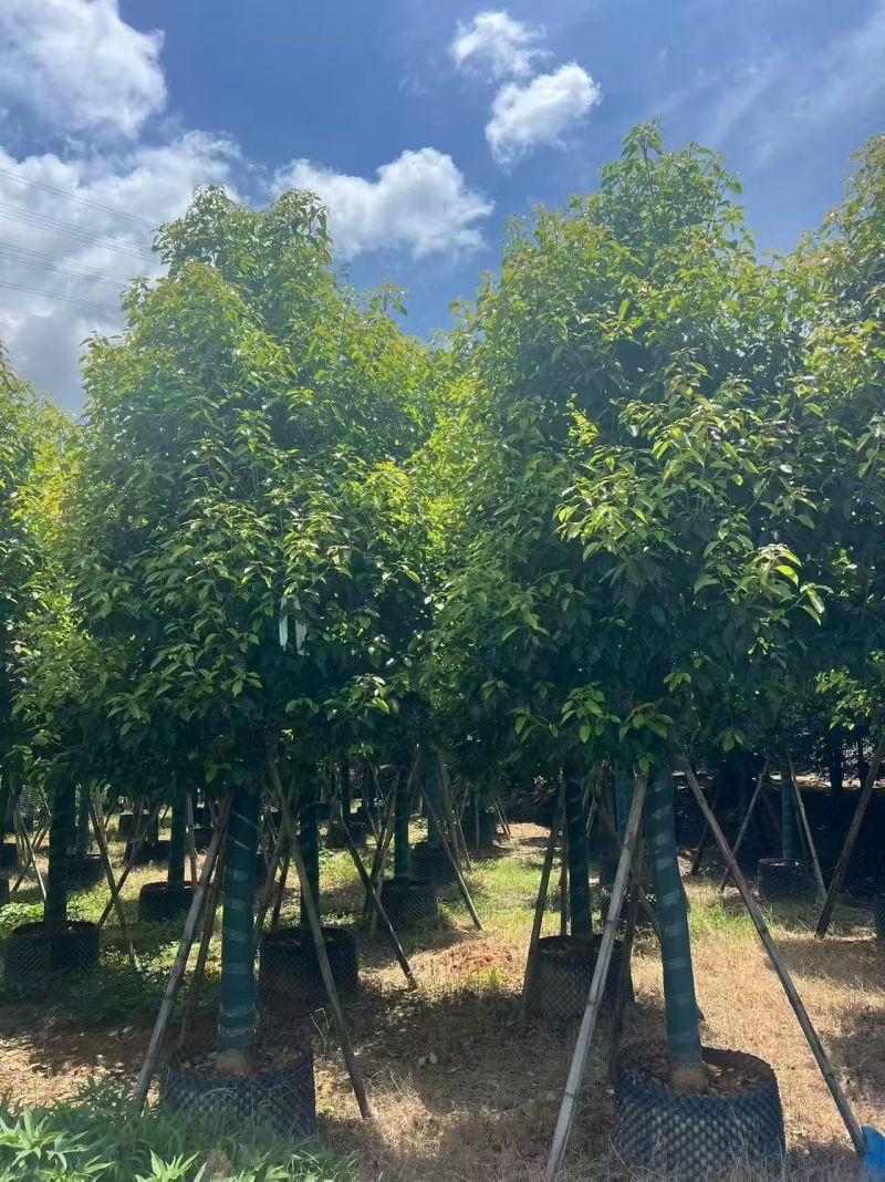 香樟12～15分，冠幅两米，基地直销