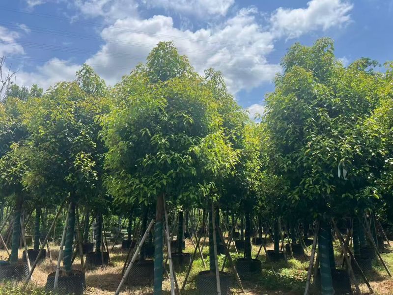香樟12～15分，冠幅两米，基地直销