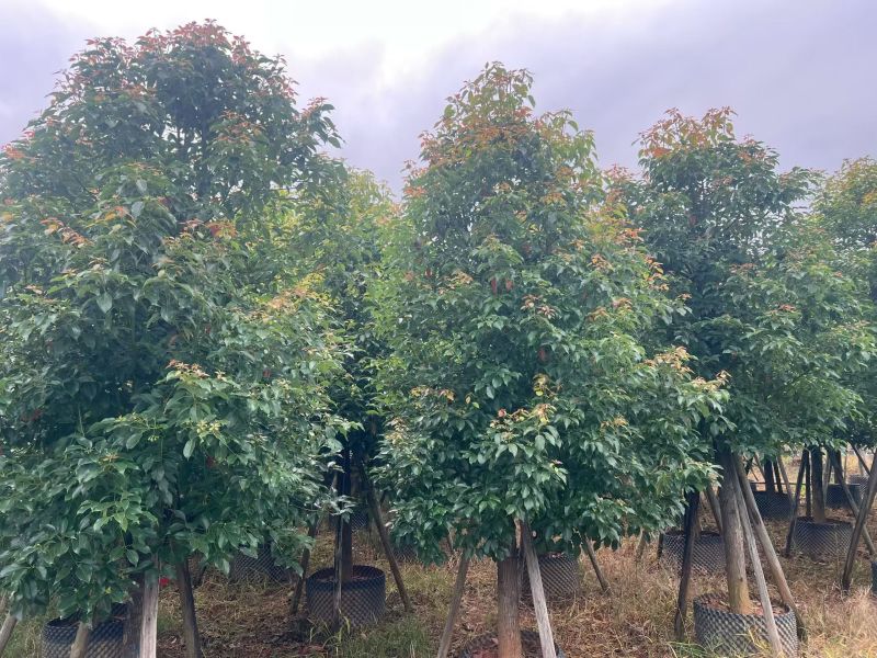 香樟12～15分，冠幅两米，基地直销