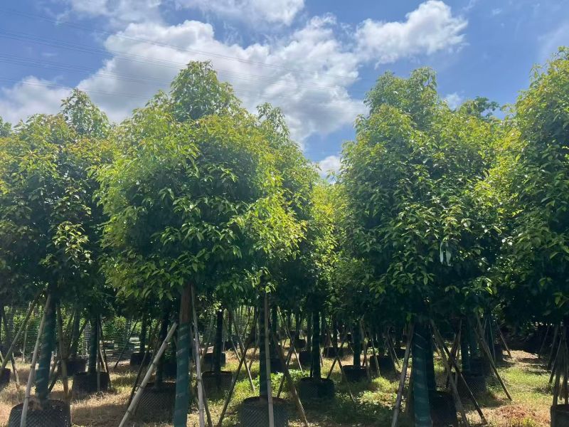 香樟12～15分，冠幅两米，基地直销