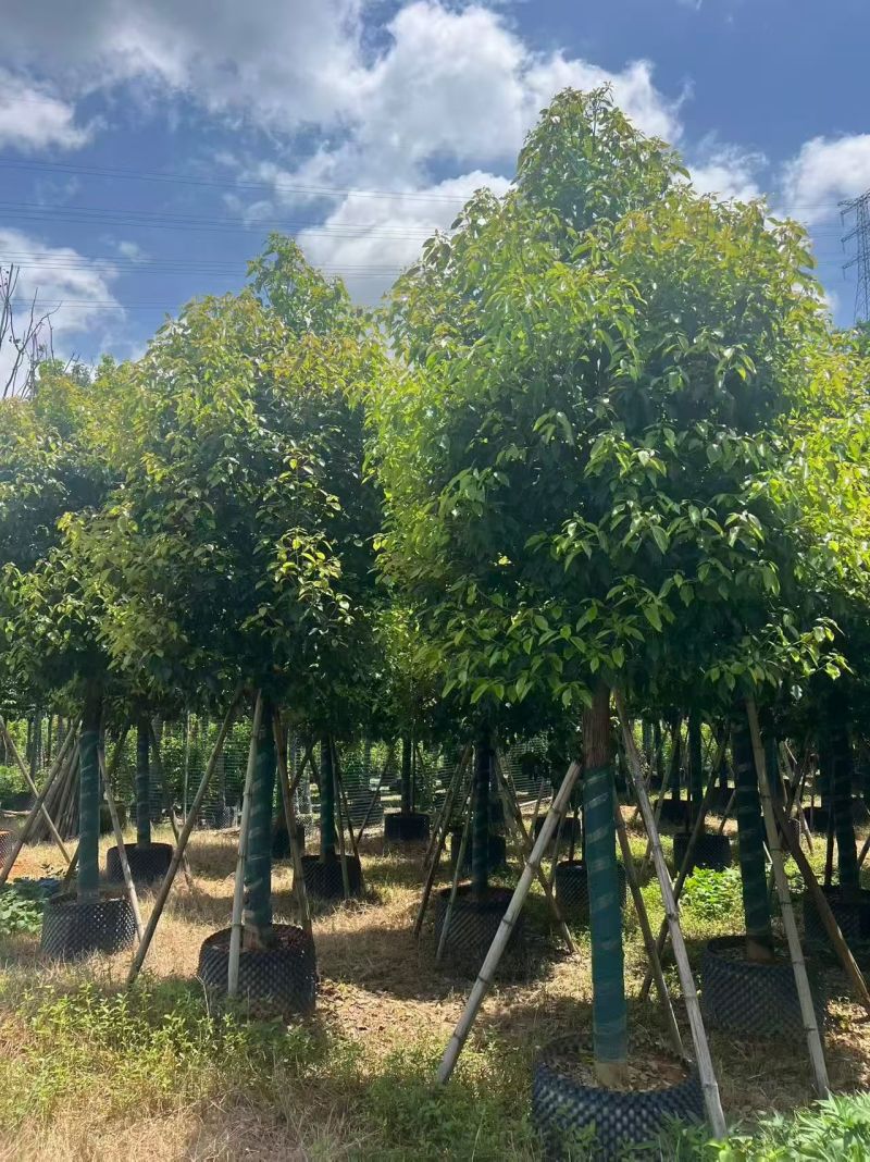 香樟12～15分，冠幅两米，基地直销
