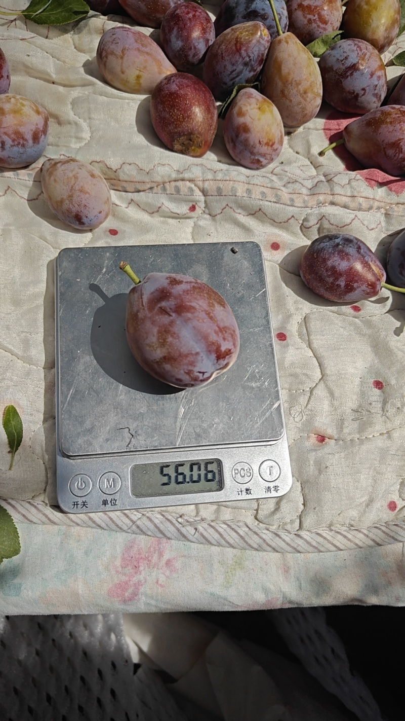 新疆法兰西西梅