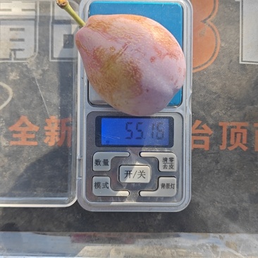 新疆法兰西西梅