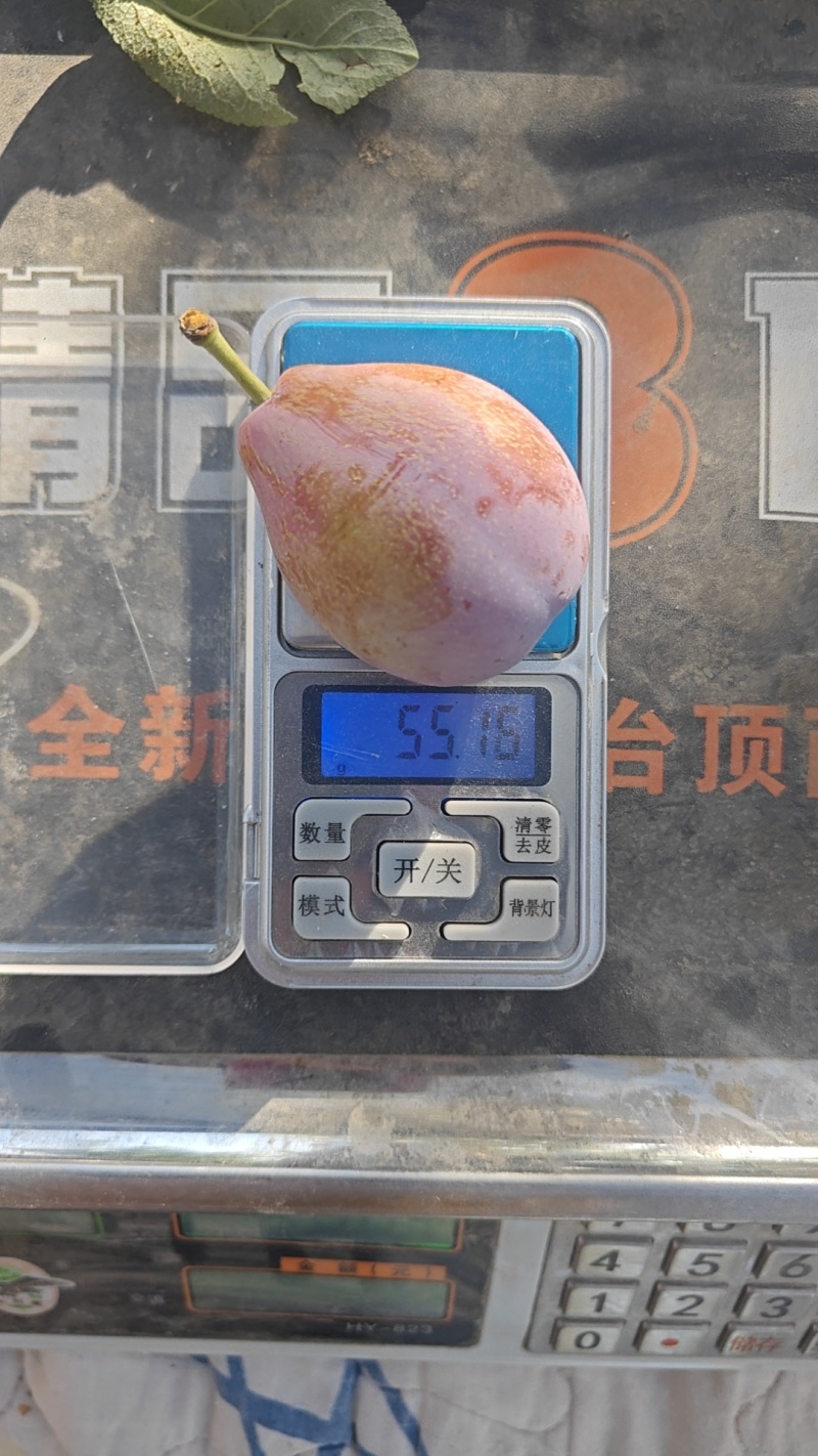 新疆法兰西西梅