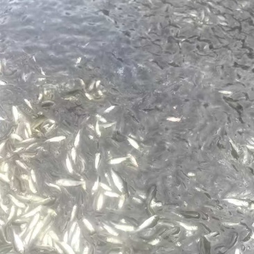 草鱼苗，优质草鱼苗，抗病率强，成活率高，欢迎咨询，价格可谈