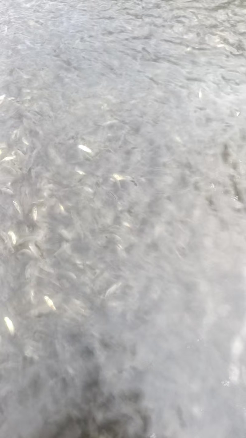 优质草鱼苗，规格齐全，价格可谈